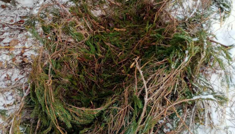 В заповеднике Костромской области нашли гнезда кабанов - фото 2