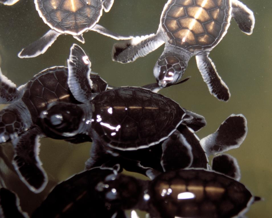 Окно в мир Василия Климова. Инкубатор черепах на Цейлоне - фото 11