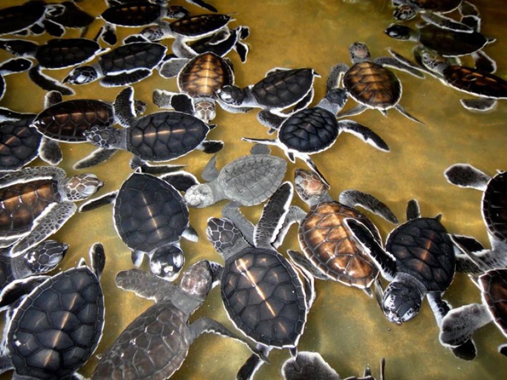 Окно в мир Василия Климова. Инкубатор черепах на Цейлоне - фото 12