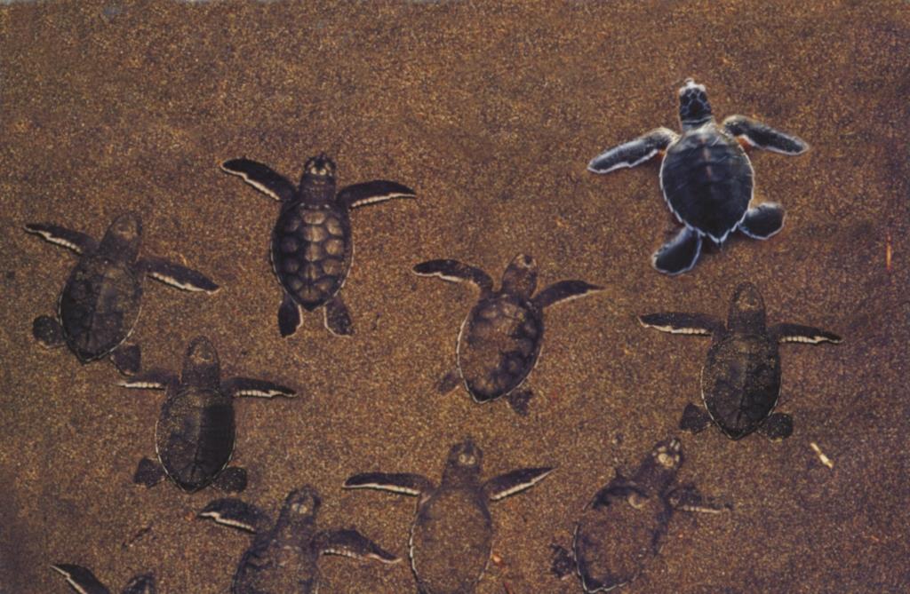 Окно в мир Василия Климова. Инкубатор черепах на Цейлоне - фото 16