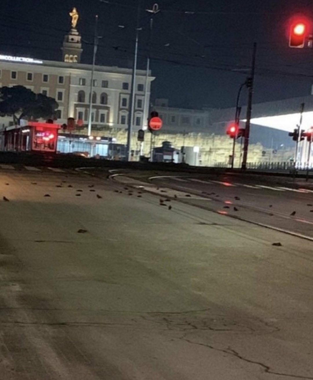 Сотни птиц погибли из-за новогодних фейерверков в Риме - фото 2