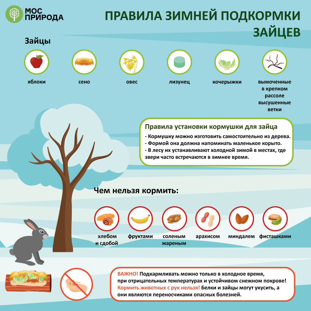 Накормим ушастых: Мосприрода запускает акцию «Сытый заяц» - 2021 - фото 5