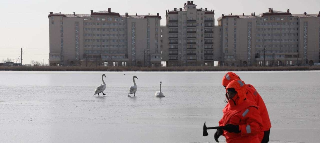 Спасатели освободили лебедей из ледяного плена в Крыму - фото 1