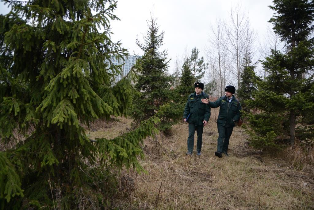 Операция «Ель»: природные территории Москвы защитят от незаконной вырубки хвойных деревьев - фото 3