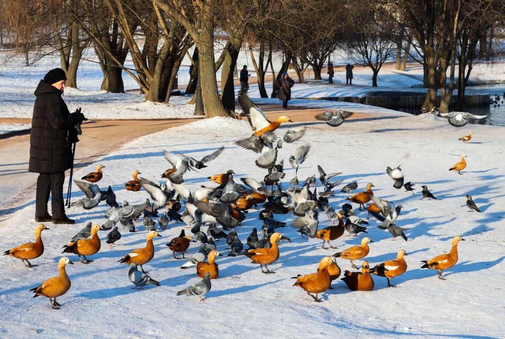 Утки-лентяйки: перелётные птицы остаются зимовать в Москве  - фото 1