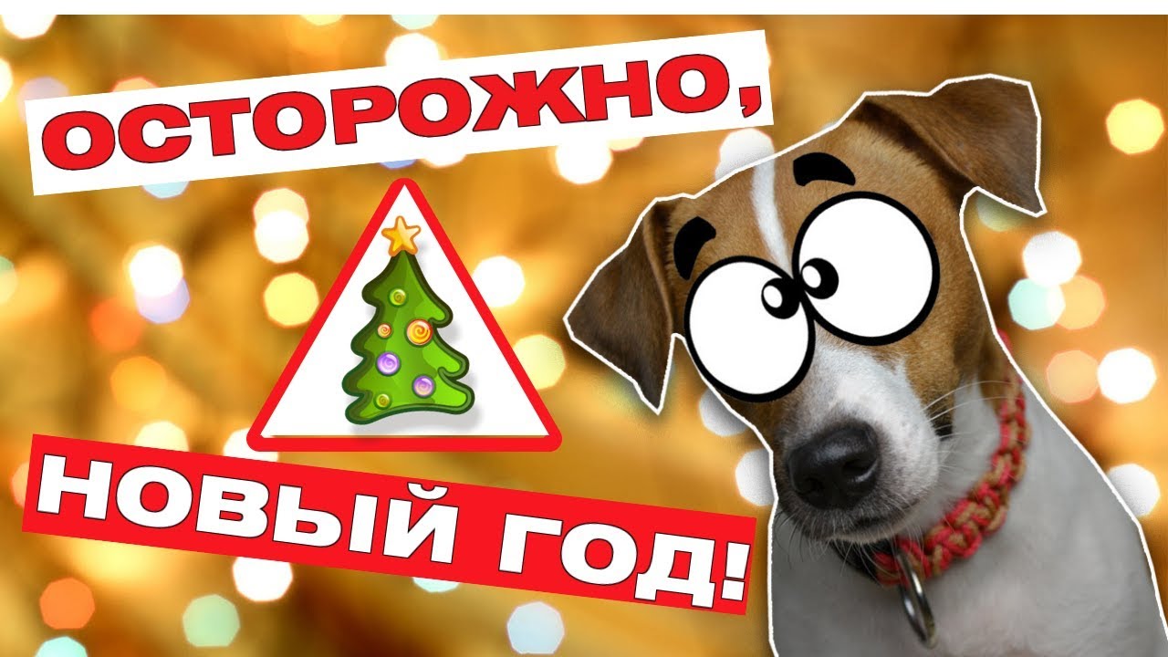 Как уберечь собаку в период новогодних праздников? - фото 1