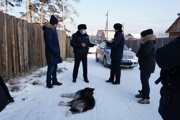 В Улан-Удэ стая собак загрызла 20-летнюю девушку и напала на школьника - фото 1