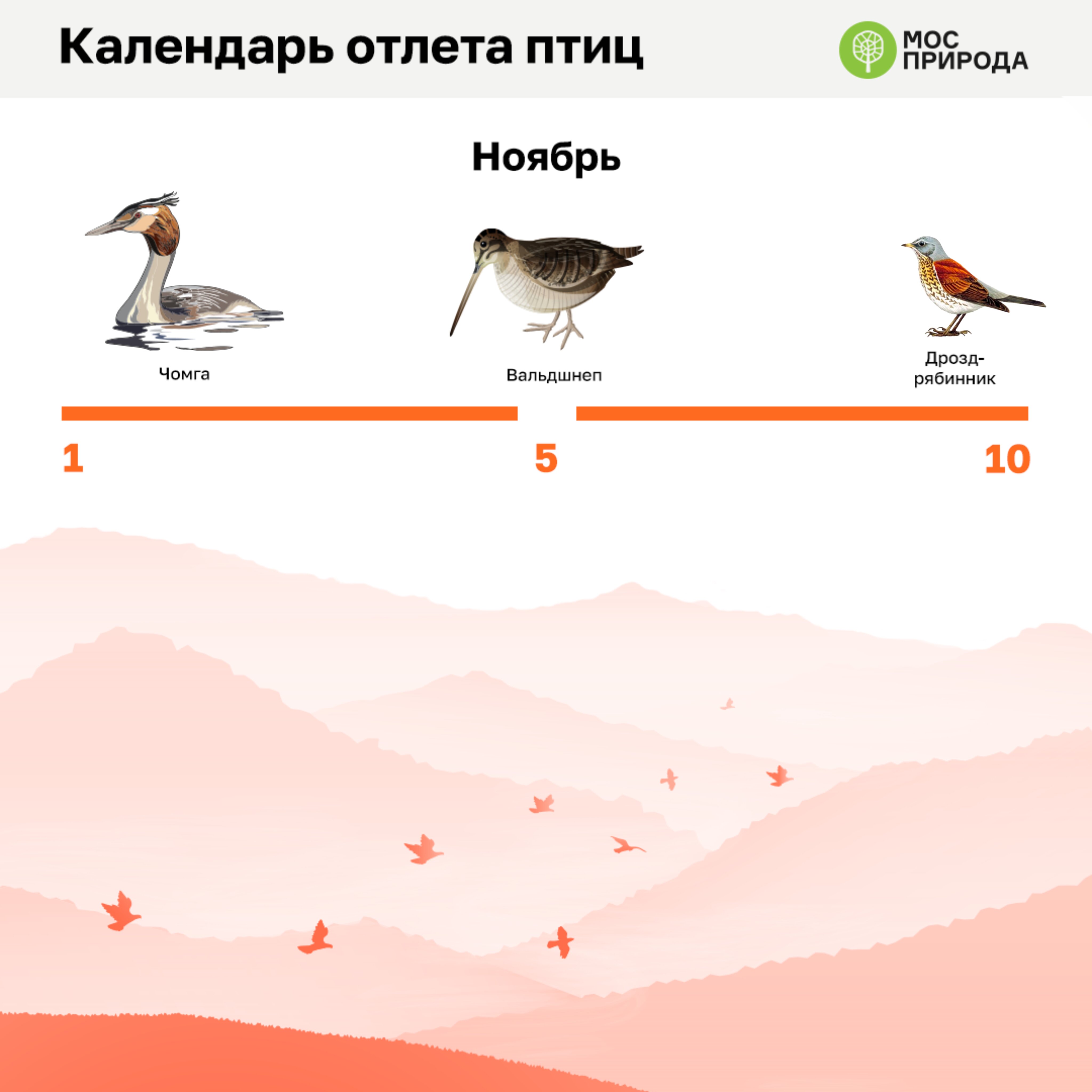 На диаграмме показаны массы птиц зяблика волнистого попугая и скворца определи по среднему столбику