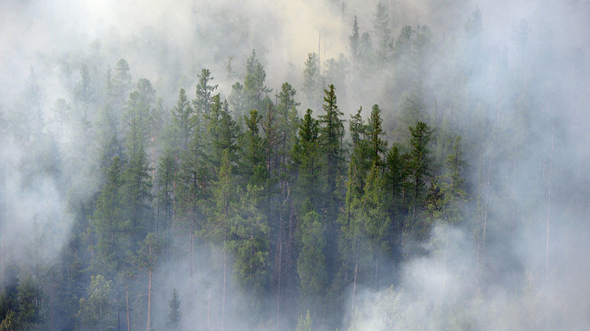 В Генпрокуратуре заявили о случаях намеренного поджога леса в Сибири - фото 1