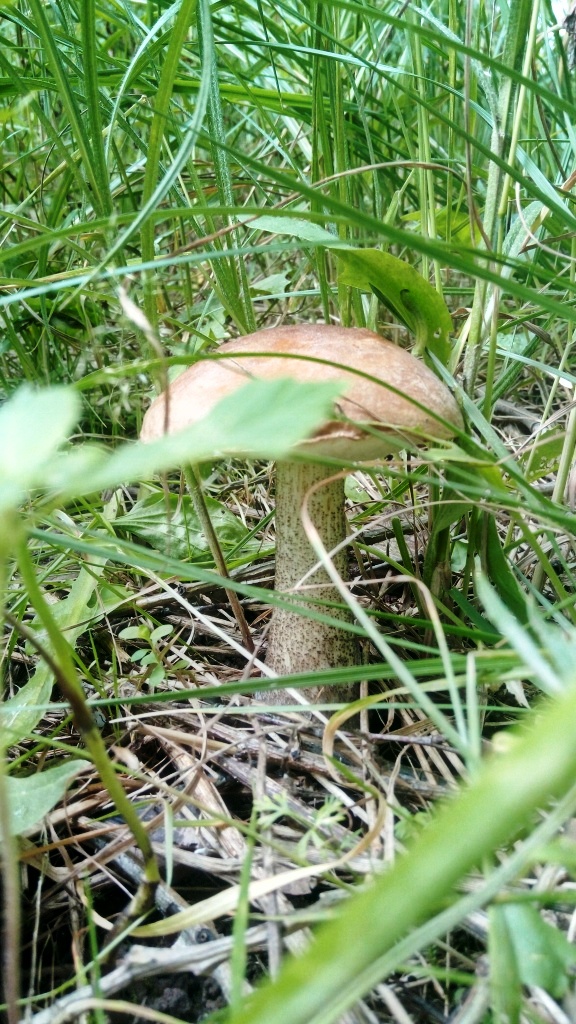 На биостанции Маринино сезон грибов - фото 1