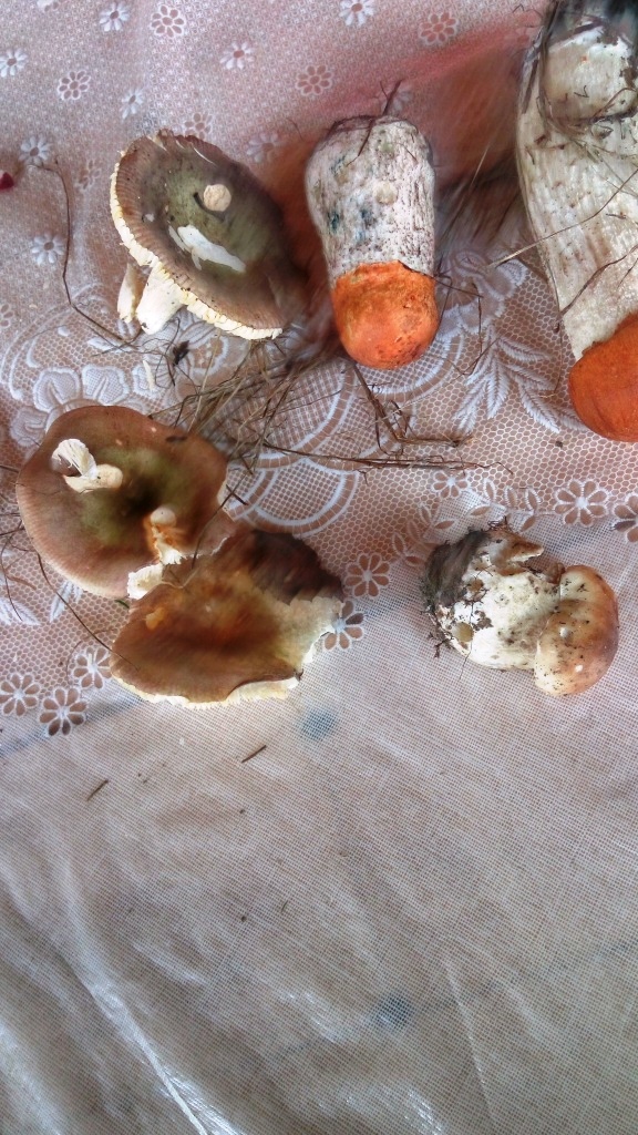 На биостанции Маринино сезон грибов - фото 15