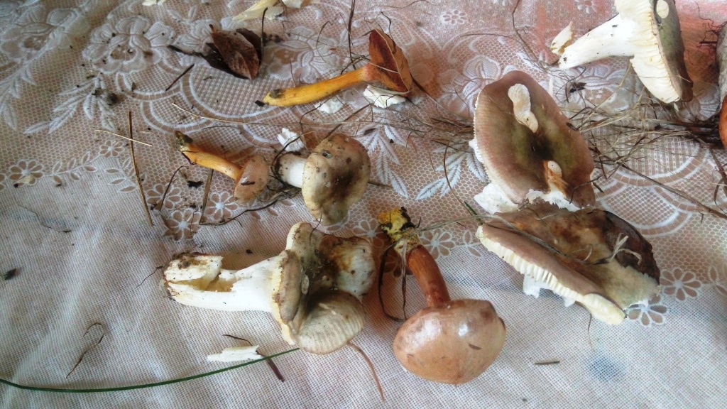 На биостанции Маринино сезон грибов - фото 16