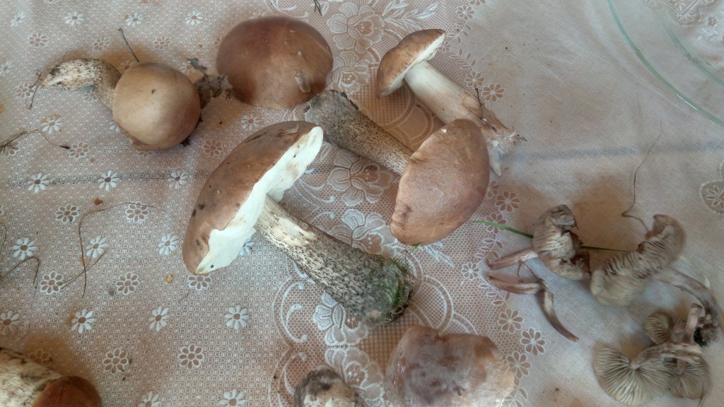 На биостанции Маринино сезон грибов - фото 24