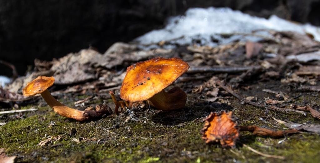 Грибной сезон начинается: на природных территориях заметили первые весенние и последние зимние грибы  - фото 3