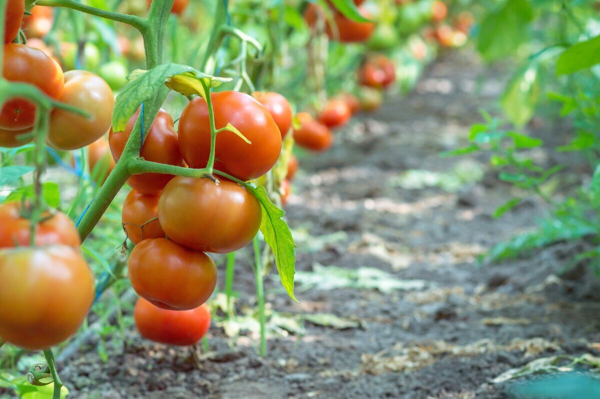 Как правильно выращивать помидоры - фото 1