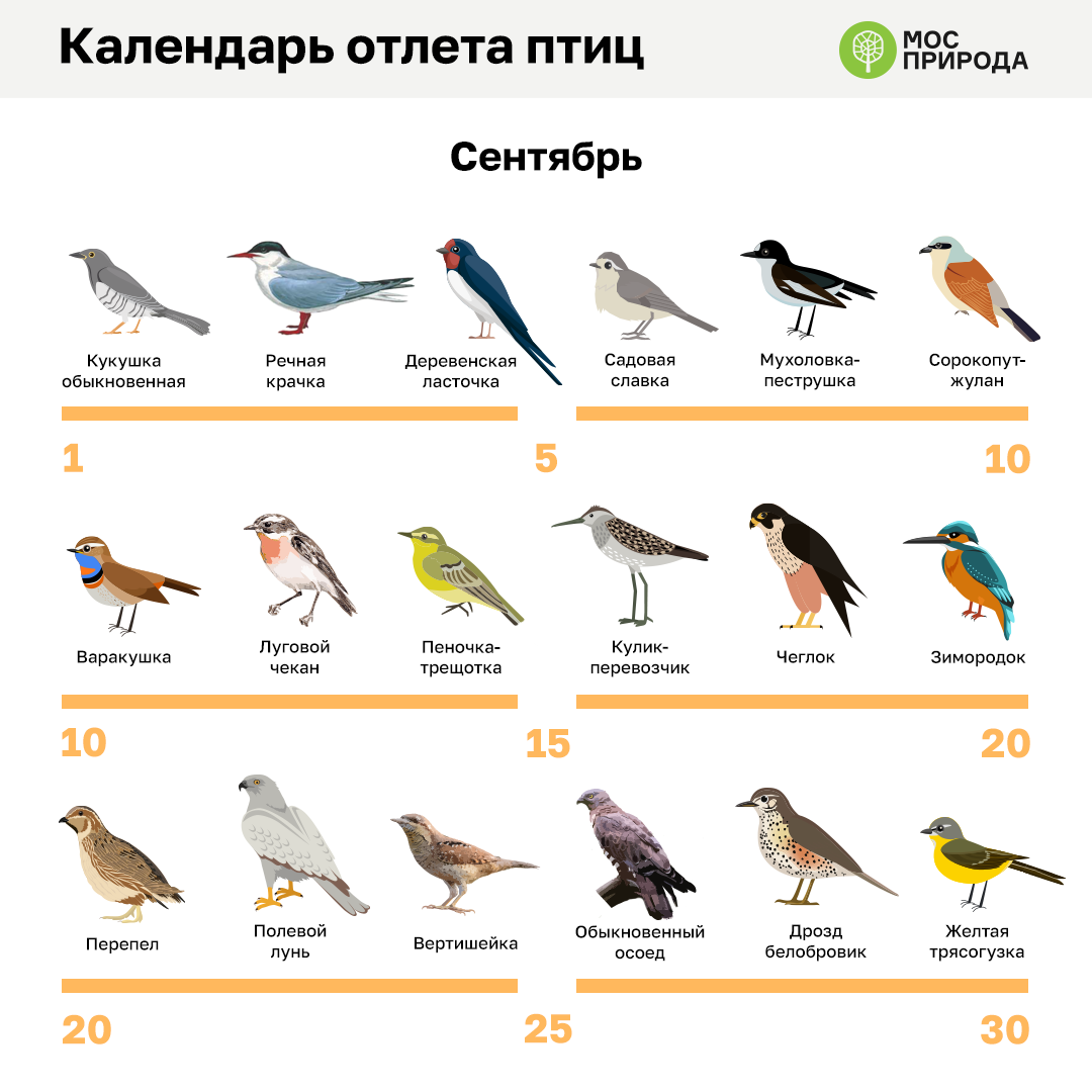 И снова в путь: первые птицы начали улетать на зимовку - фото 2