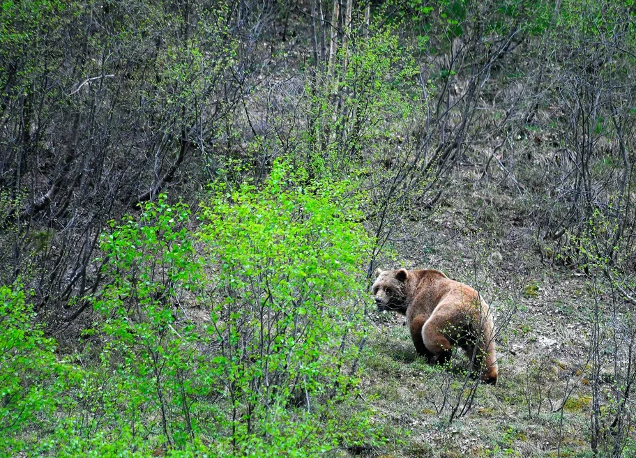 Подведены итоги учета медведей в Кавказском заповеднике - фото 3