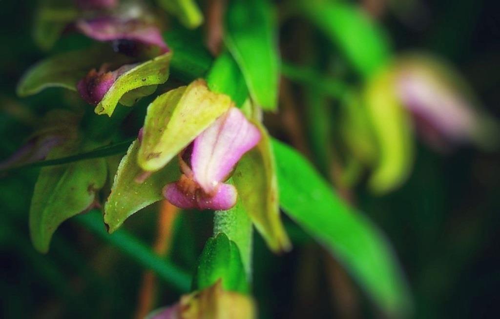 Дремлик широколистный: специалисты Мосприроды нашли необычную краснокнижную орхидею - фото 2