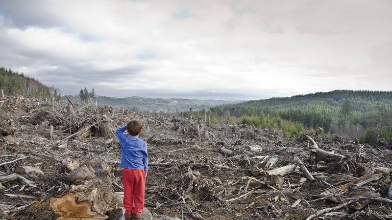 Удастся ли остановить хищническую вырубку лесов в России? - фото 4