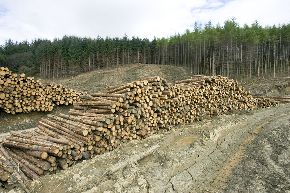 Удастся ли остановить хищническую вырубку лесов в России? - фото 2