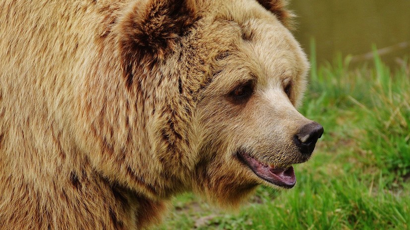 Оголодавшие медведи нападают на жителей Дальнего Востока - фото 2