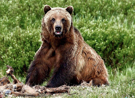 Оголодавшие медведи нападают на жителей Дальнего Востока - фото 1