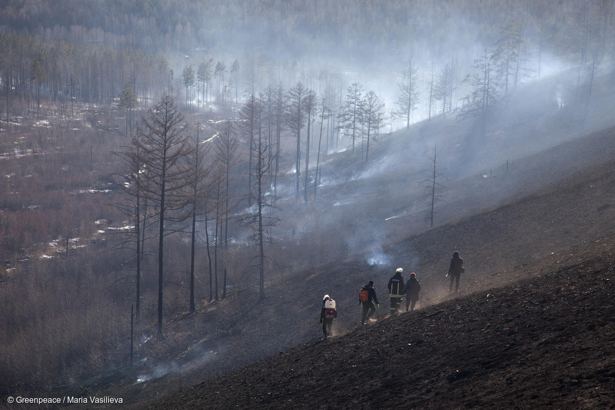 Удастся ли остановить хищническую вырубку лесов в России? - фото 5