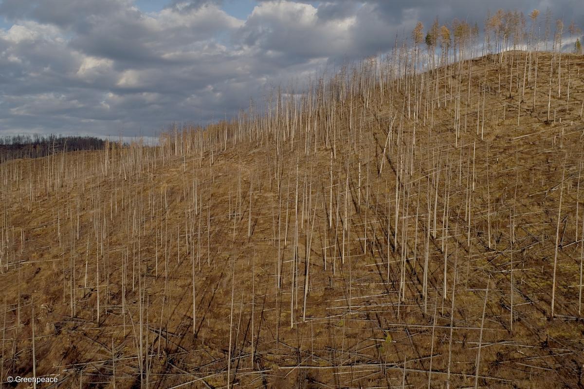 Удастся ли остановить хищническую вырубку лесов в России? - фото 6