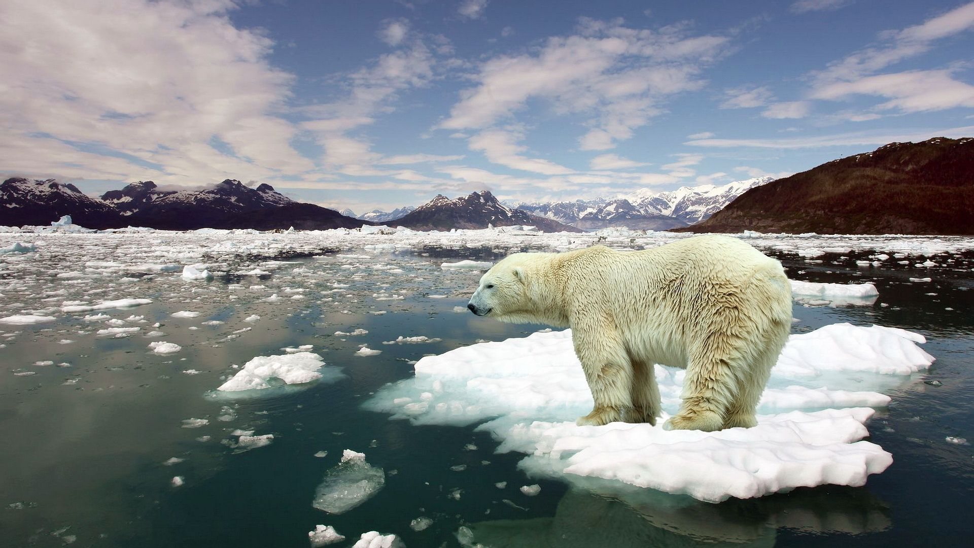 NBC рассказал, как сказалось на Арктике глобальное потепление   - фото 1