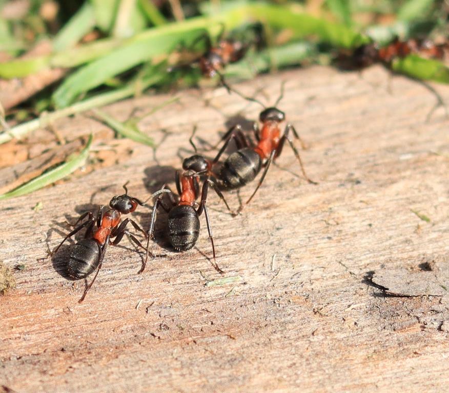 Города в городе: краснокнижные муравьи строят в Москве свои государства   - фото 2