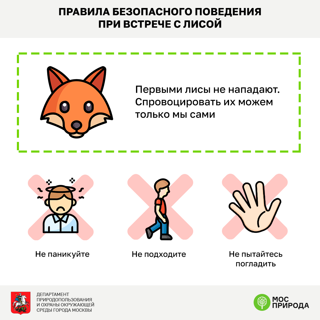 Вакцинация лис в Москве: рыжие красавицы находят у своих норок вкусные и полезные подарки  - фото 10