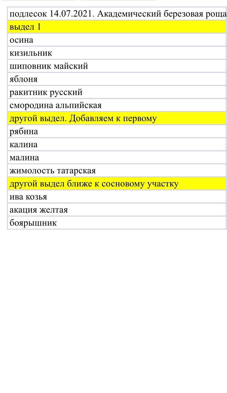 Березовая роща в Екатеринбурге – часть городского леса - фото 2