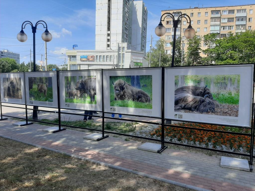 Передвижная фотовыставка под открытым небом  «Символ года — гордость века» в Серпухове  - фото 3