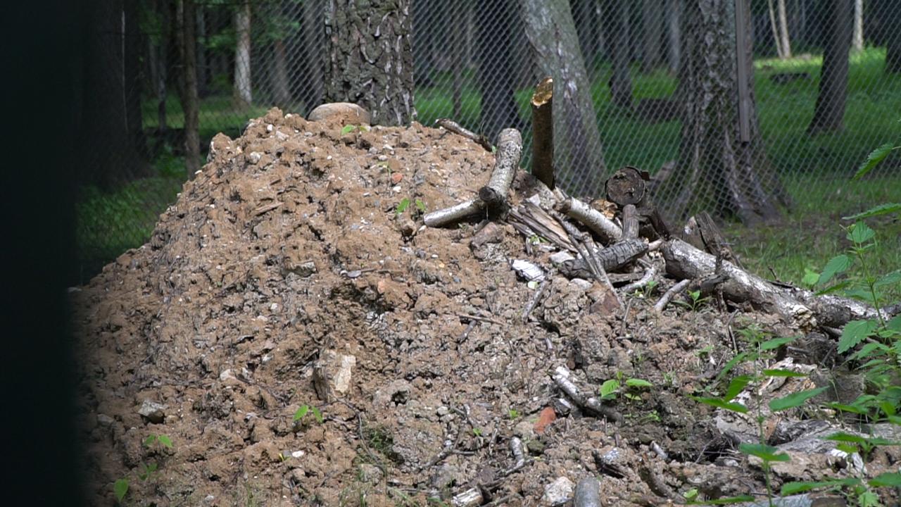 Экологи будут добиваться прекращения вырубки леса в Красногорском районе - фото 3