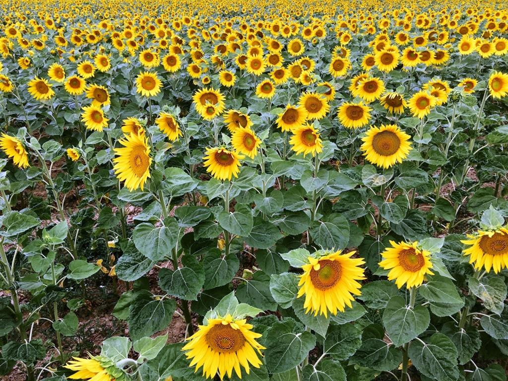 Sunflowers Many Fields 569905 1600x1200