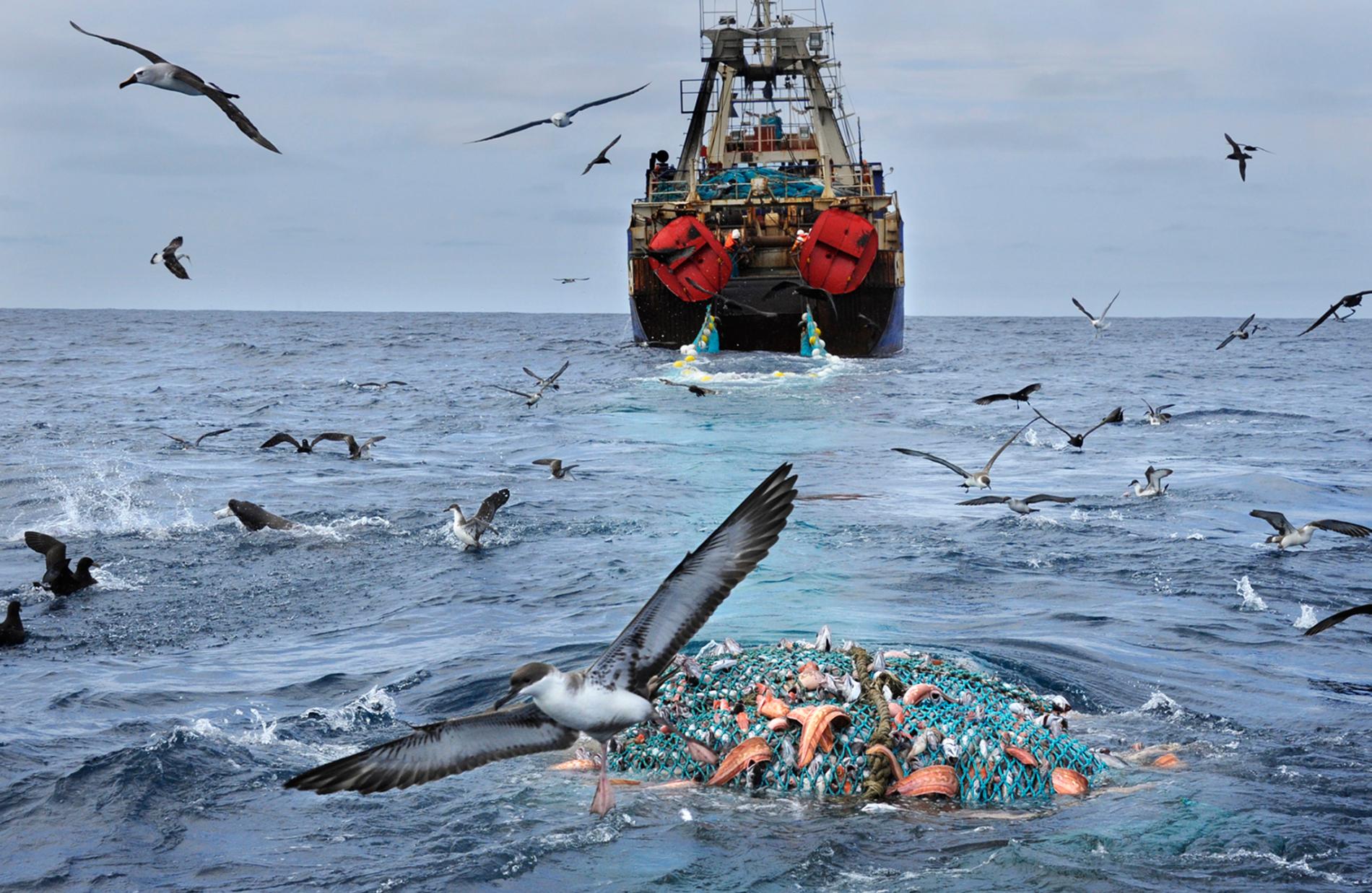 Борьба за прекращение разрушительного рыболовства в охраняемых морских территориях . Взгляд изнутри - фото 1