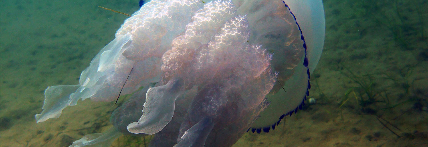В Крыму из-за медузы перевернулось судно с десятью любопытными туристами - фото 2