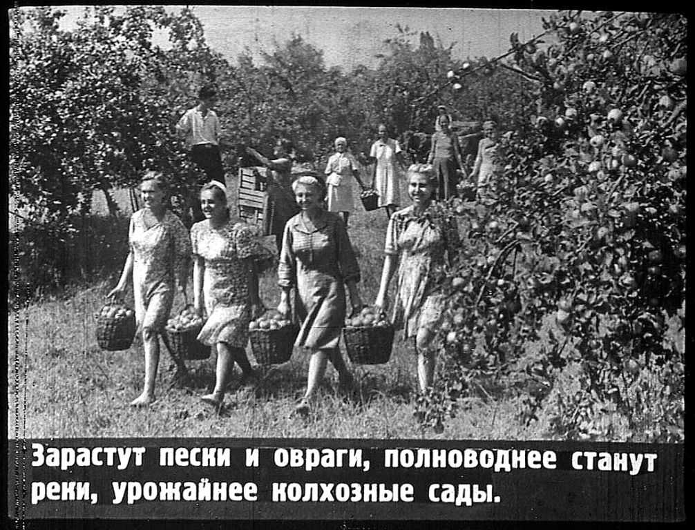 Новые лесополосы будут. Но не вырубят ли их вскоре? - фото 3