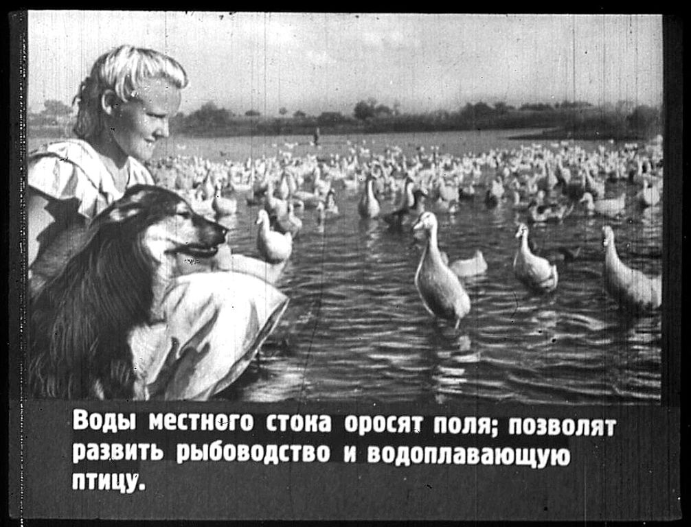 Новые лесополосы будут. Но не вырубят ли их вскоре? - фото 4