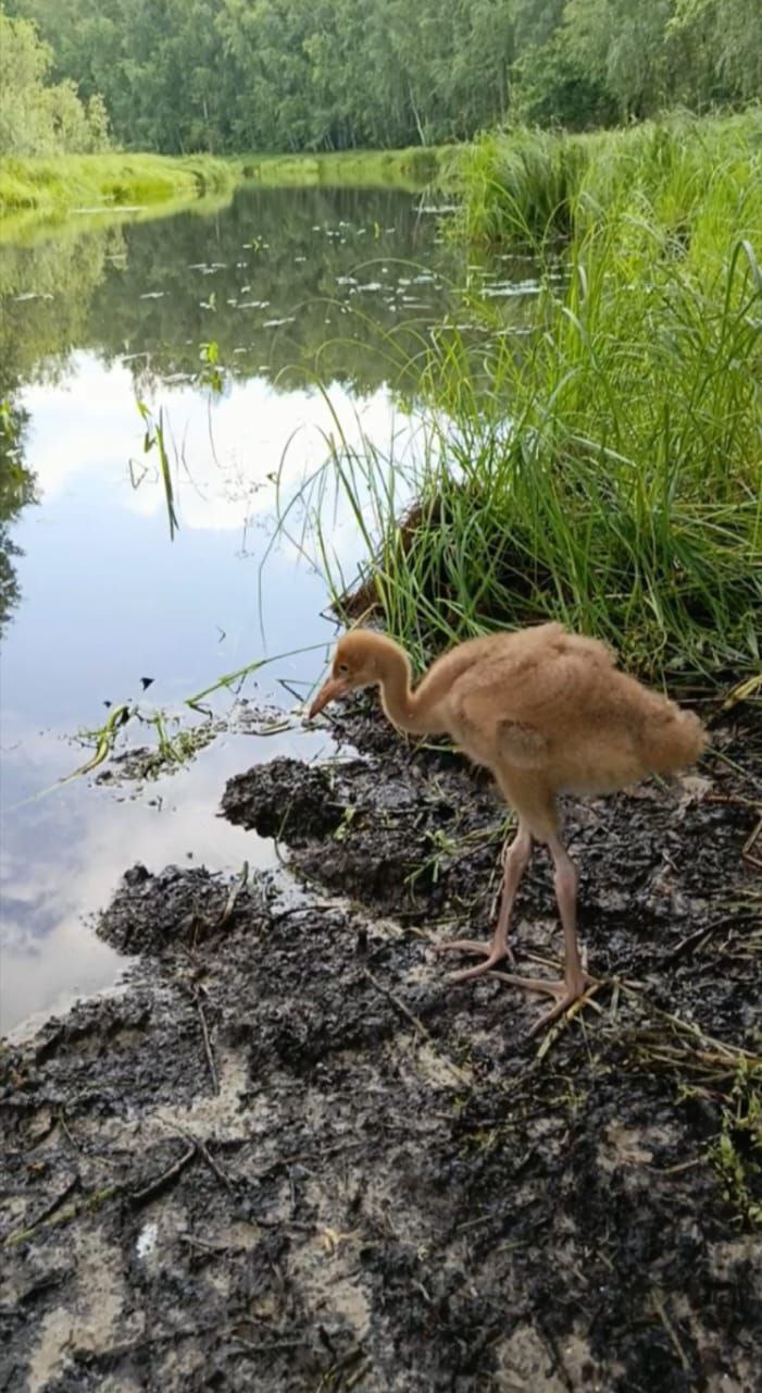            Купание, ягоды, витамины и оздоровительные прогулки: в Питомнике Окского заповедника подрастают птенцы стерхов и серых журавлей - фото 4