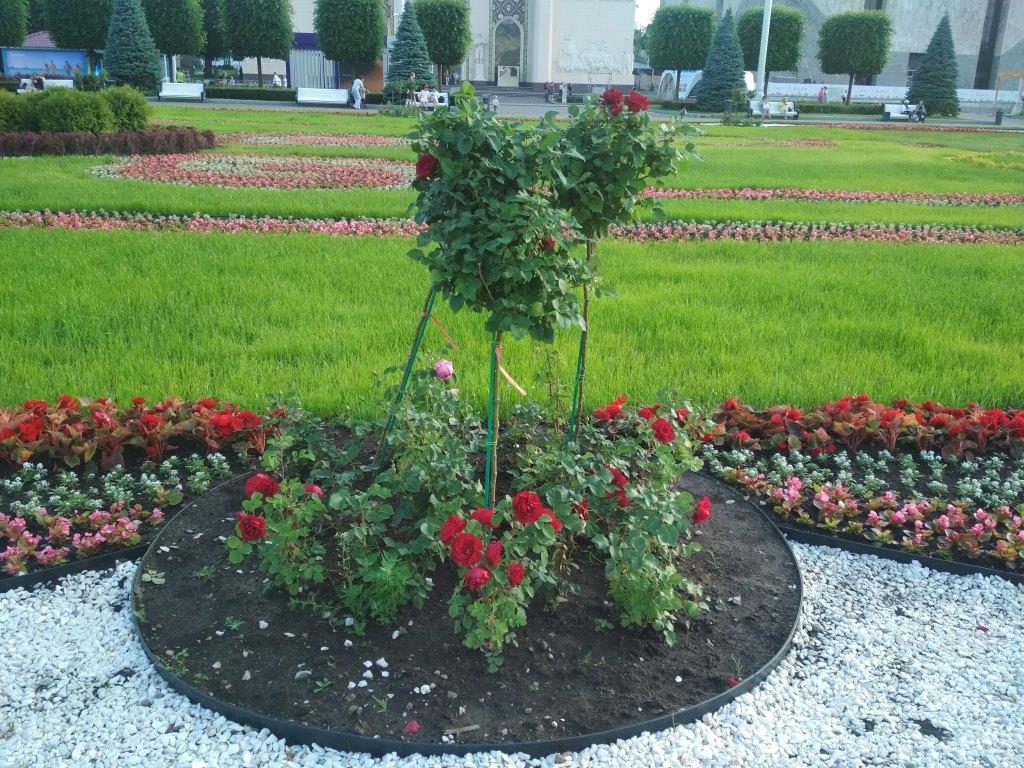 В Москве расцвели розы  - фото 5