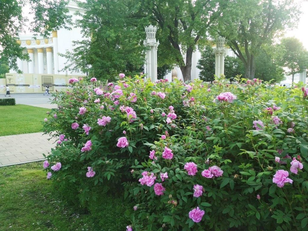 В Москве расцвели розы  - фото 6