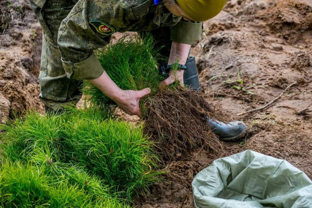 Почти 80 тысяч деревьев высадили в российских регионах этой весной - фото 4