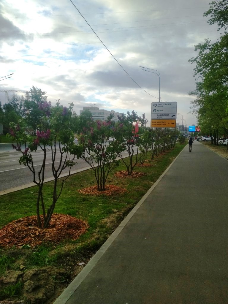 Сирень делает Москву красивее  - фото 9