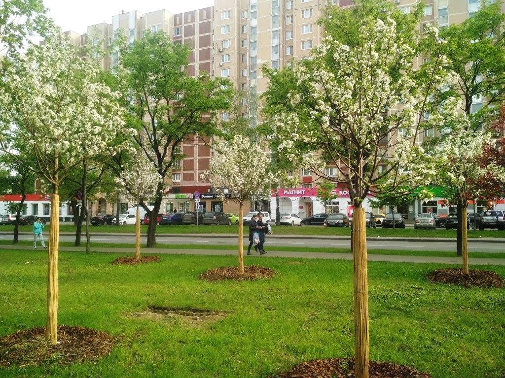В Москве зацвели фруктовые деревья  - фото 5