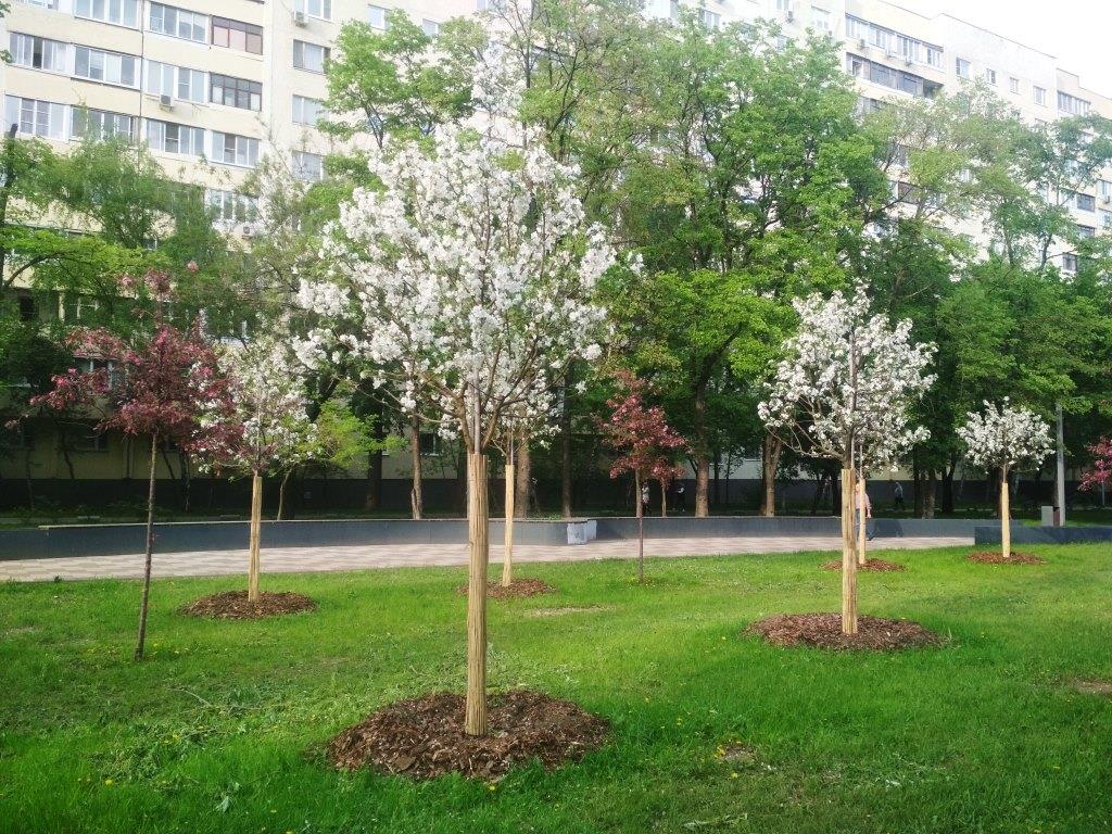 В Москве зацвели фруктовые деревья  - фото 6