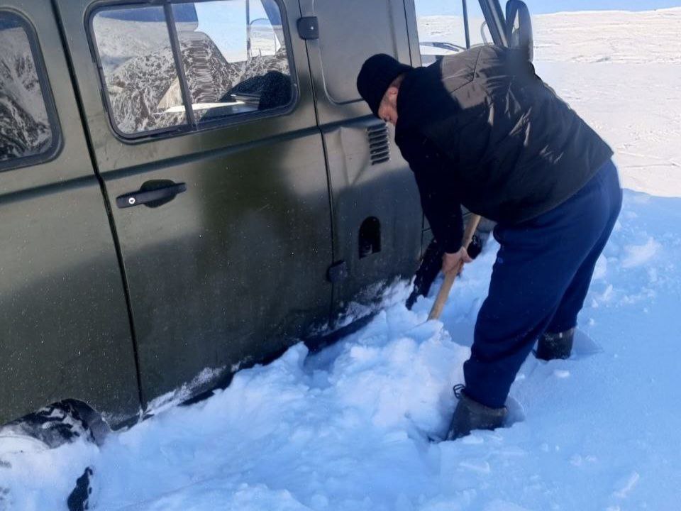 День снежного барса на Алтае: рекордной по численности в России остается аргутская группировка ирбиса  - фото 5