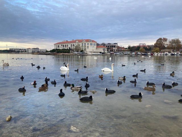 В Севастополь на зимовку прилетели лебеди - фото 1