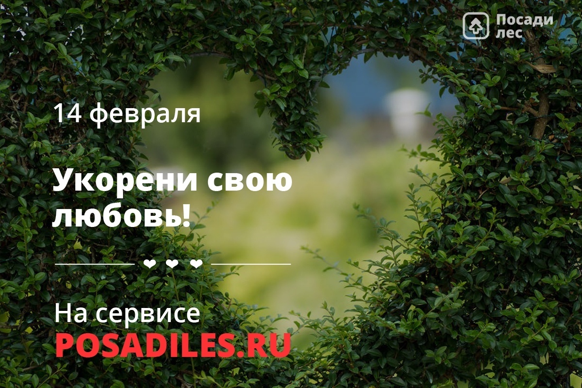 Что может быть лучше, чем лес признаний, роща чувств и тайга любви: "ПосадиЛес" запускает акцию к 14 февраля - фото 1