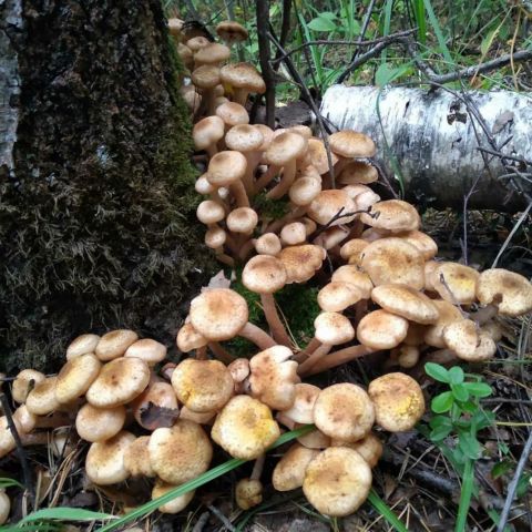 В национальном парке «Чаваш вармане» прошёл Фестиваль грибов - фото 2